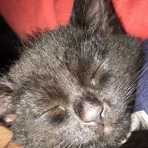 Meet your Posher, Callie